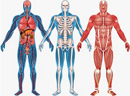 Anatomia funcional 